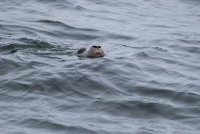 Photograph, the nose and one eye of a harbour seal are visible as it peeps out from the rippled sea surface.