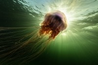 Photo sous-marine d’une méduse à crinière de lion contre des rayons de soleil