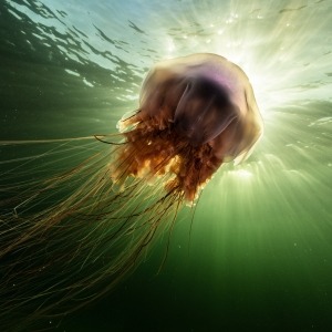 Underwater photograph of Lion's mane jellyfish with sunburst in the background