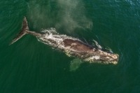 Photo aérienne d’une baleine franche de l’Atlantique Nord faisant surface