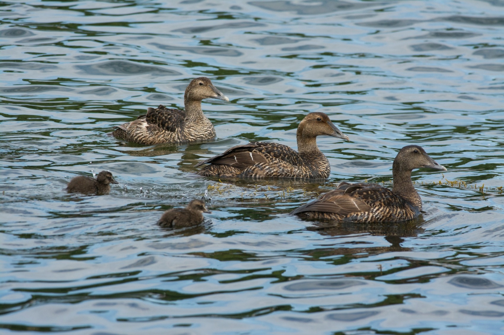 Eider Duck – Dive Deeper