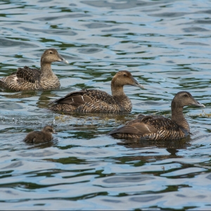 Photograph of three adult Eiders and two chicks swimming on the sea surface