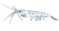 Line drawing of Nordic krill seen from the side.