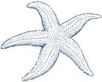 Line drawing of northern seastar