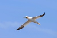 Photograph of northern gannet flying through a blue sky