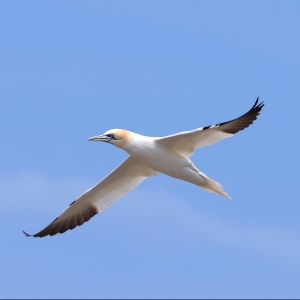 Photograph of northern gannet flying through a blue sky