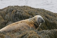 Photograph of grey seal resting on seaweed covered rock