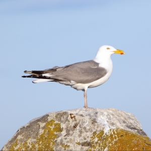Photograph of herring gull standing on rock