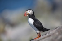 Atlantic puffin standing on sloping rock