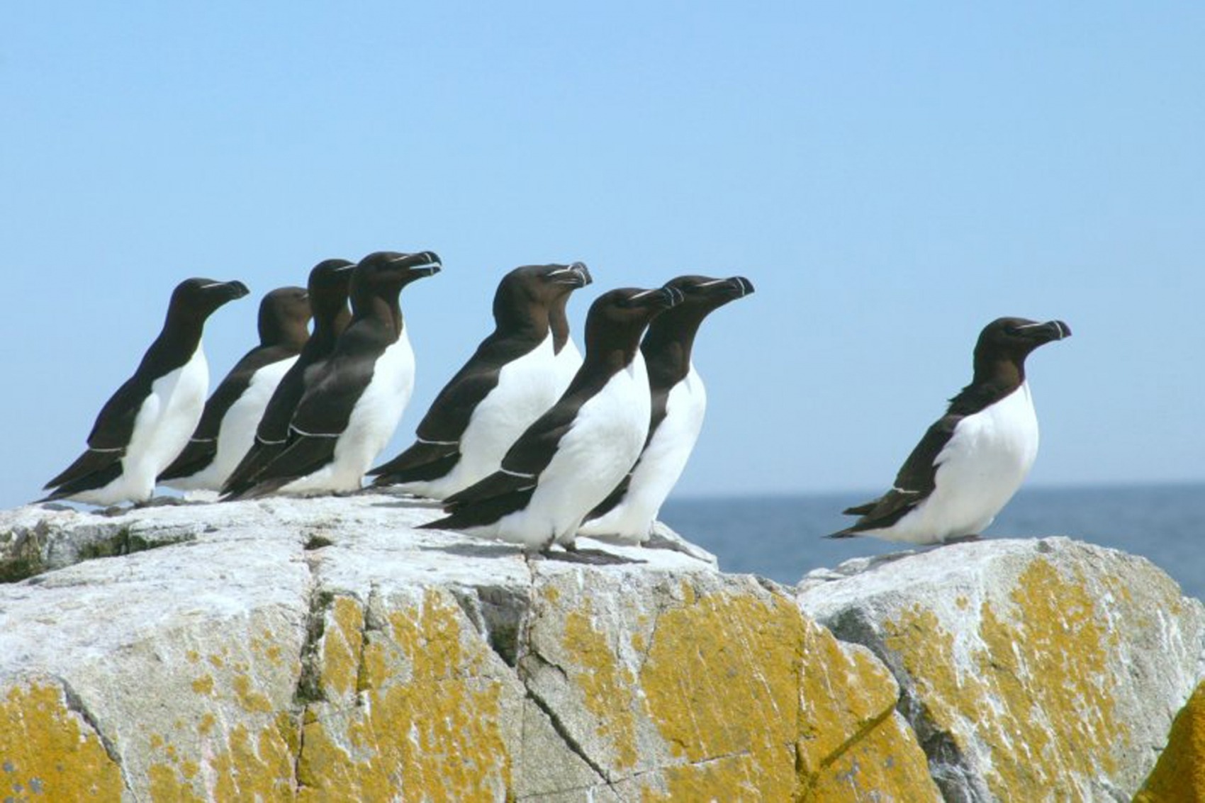 Auckbill Razor Razorbill or Lesser Auk – Dive Deeper