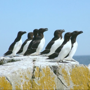 Photograph of group of nine razorbills perching on a rock with sea in background