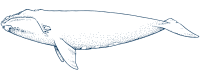 Line drawing of a North Atlantic Right Whale.