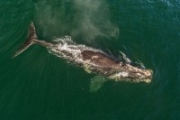 Photograph of right whale seen from above with callosities visible.