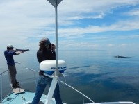 Photograph of researchers preparing to fire a crossbow at a right whale to take a tissue sample.