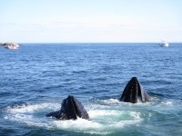 Photograph , the open mouths of two lunge feeding humpback whales emerge from the sea splashing out water.