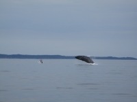 Photograph of a humpback whale breaching out of the sea next to a small boat.