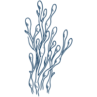 Line drawing of rockweed