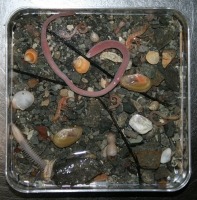 Photograph of glass specimen dish containing gravel sediment and several different types of marine invertebrates.
