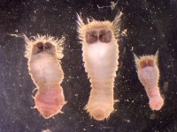 Photo de trois vers sternaspides sous le microscope