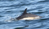 Photograph of back and fin of a white sided dolphin on the surface of a calm sea