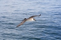 Photo d’un puffin majeur en vol près de la surface de la mer