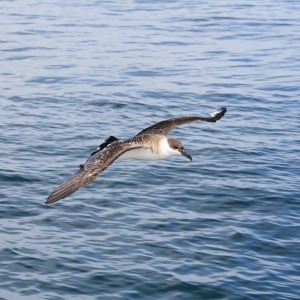 Photograph of great shearwater flying close to sea surface.