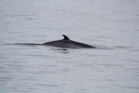 Photograph of fin of minke whale visible above calm sea surface.
