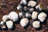 Photo d’un groupe de littorines sur une roche