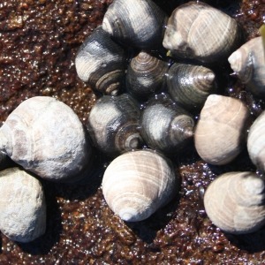 Photograph of group of periwinkles on rock