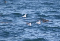 Photo de trois phalaropes à bec étroit flottant à la surface de la mer
