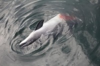 Photograph of floating corpse half eaten porpoise with bloody middle and missing tail.