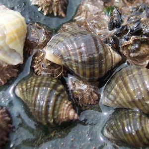 Photograph of group of dog whelks on rocky seashore