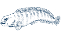 Line drawing of wolffish