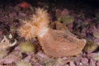 Underwater photograph of orange-footed sea cucumber on cobble seabed