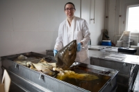 Woman in white lab coat holding shark head over open specimen tank.