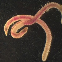 Photograph of two black footed ninoe worms viewed down a microscope