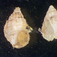 Photograph of threeline mud snail seen down the microscope