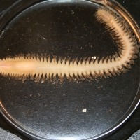 Photograph of catworm viewed down a microscope