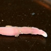 Close up photograph of pink ribbon worm on a black background