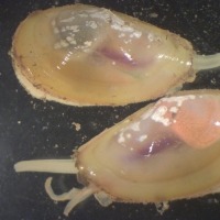 Photograph of two short yolida clams seen down the microscope