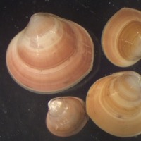 Photograph of group of four small ocean quahogs seen down the microscope.