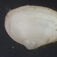 Photograph of soft-shell clam seen down the microscope