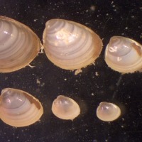 Group of six dolphin-toothed nut clams seen down the microscope