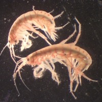 Side view of two Bigelow’s amphipod seen down a microscope