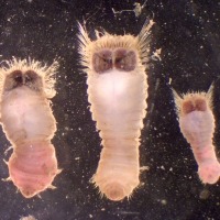 Photograph of three mud owl worms viewed down a microscope