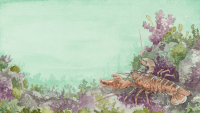 Watercolour illustration in muted shades of purple, green and red.  A lobster stands on a rocky seabed.