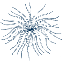 Line drawing of a northern burrowing anemone with its tentacles extended.