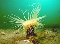 Photograph of northern cerianthid anemone with outstretched tentacles