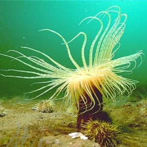 Photograph of northern cerianthid anemone with outstretched tentacles