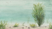 Watercolour rendering of submerged sandy seabed with clumps of mussels and erect seaweed.
